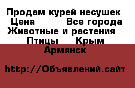 Продам курей несушек › Цена ­ 350 - Все города Животные и растения » Птицы   . Крым,Армянск